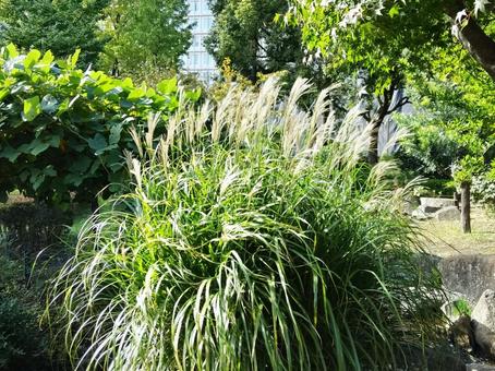風に揺れる白い穂 花穂,尾花,ススキの写真素材