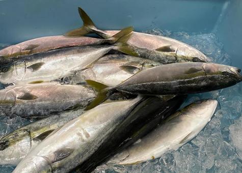 スーパーに売っているイナダ スーパーに売っているイナダ イナダ,鮮魚,新鮮の写真素材