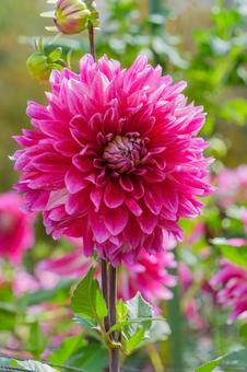 ピンクのダリアが咲く夏の庭 ピンクのダリアが咲く夏の庭 ダリア,花,ピンクの写真素材
