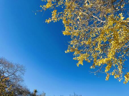 イチョウと青空２ イチョウ,空,秋の写真素材