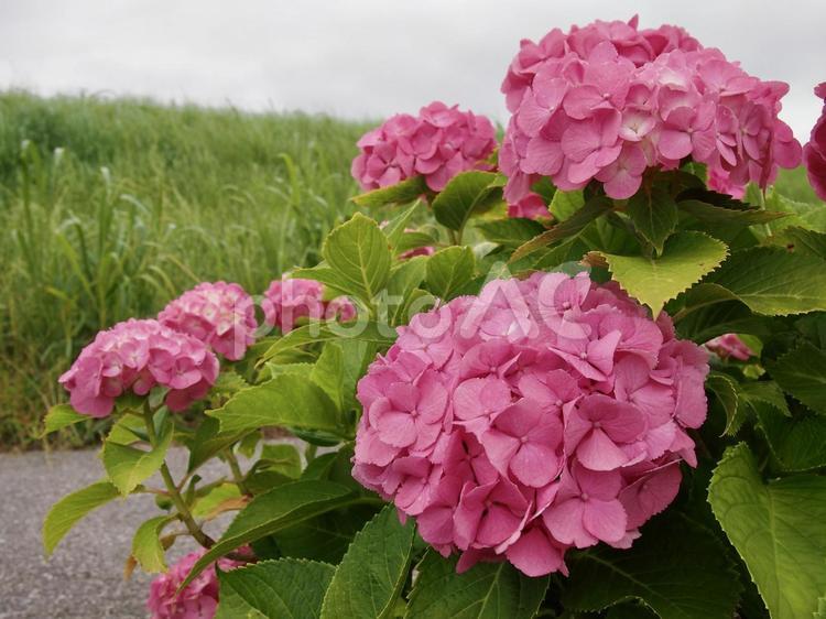 梅雨空の下咲くピンクの紫陽花8 あじさい,紫陽花,アジサイの写真素材