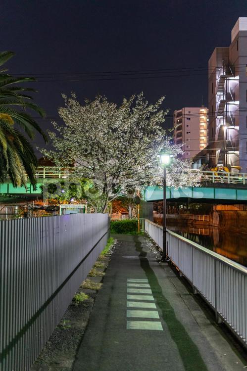 仙台堀川公園　夜桜 夜桜,桜,仙台堀川公園の写真素材