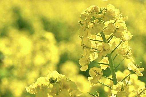 菜の花畑 菜の花畑の写真