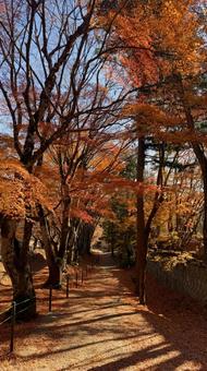 autumn leaves, JPG