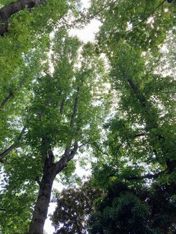 見上げた木々 見上げた木々 木,木漏れ日,自然の写真素材