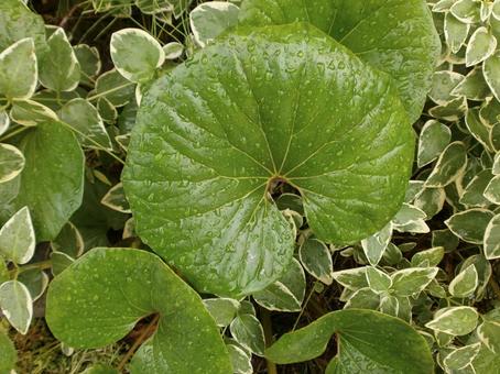 雨上がりのツワブキの写真