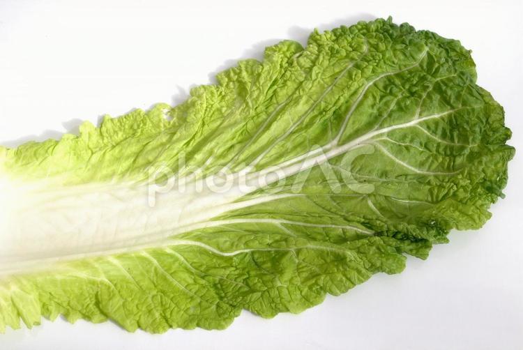 冬の野菜　白菜の葉 冬野菜,白菜,食べ物の写真素材