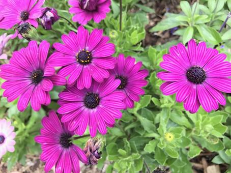 紫の花 紫の花の写真