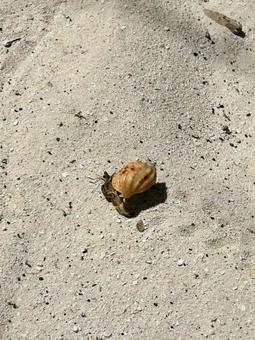 浜辺のヤドカリさん 自然,夏,海の写真素材