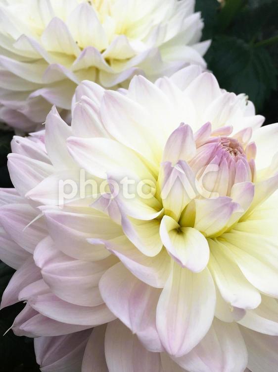 ダリアのドアップ（ホワイト系） ダリア,アップ,白の写真素材