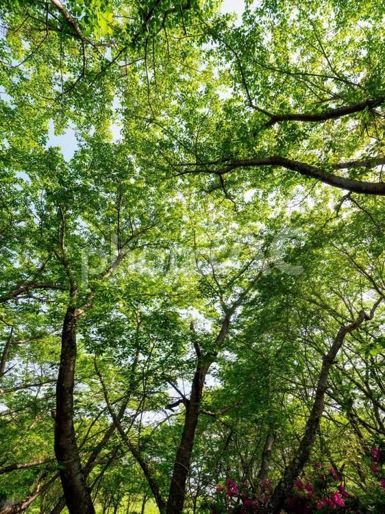 新緑の鮮やかな風景 鮮やか,新緑,桜の葉の写真素材