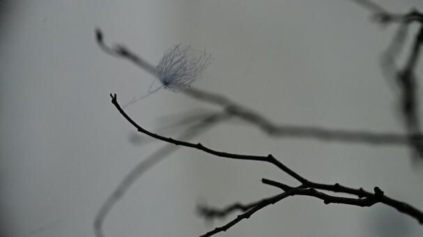 枯れ枝と羽毛 自然,風景,晩秋の写真素材