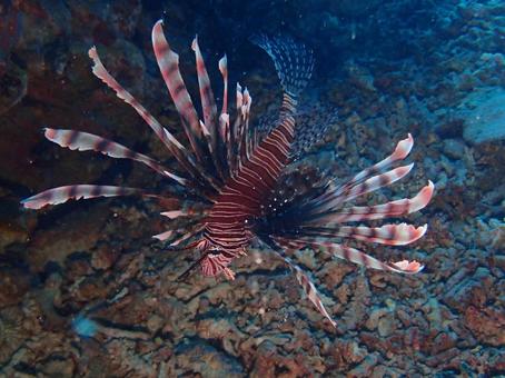 ハナミノカサゴ ハナミノカサゴ 海,海の生き物,沖縄の写真素材