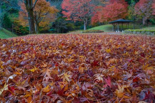 紅葉の絨毯-2 紅葉,絨毯,秋の写真素材