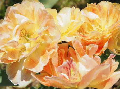 tulips, JPG tulips, JPG