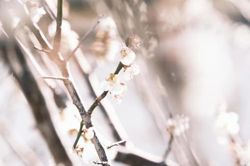 白梅 白梅の写真