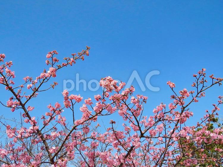 春イメージ〜青空とカワヅザクラ 河津桜,カワヅザクラ,桜の写真素材