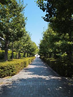 新緑に包まれた遊歩道 新緑に包まれた遊歩道の写真