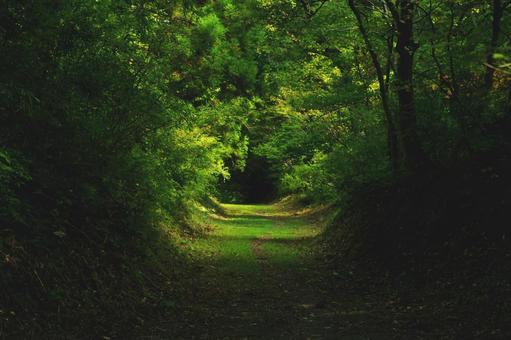 森の小道 森の小道の写真