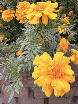 公園に咲いたマリーゴールドの写真