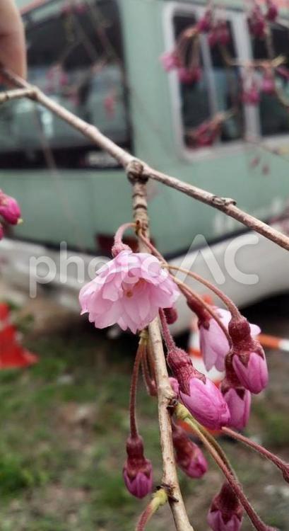 桜の花 サクラ,桜,自然の写真素材