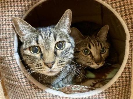 ベッドに猫2匹 ベッドに猫2匹の写真