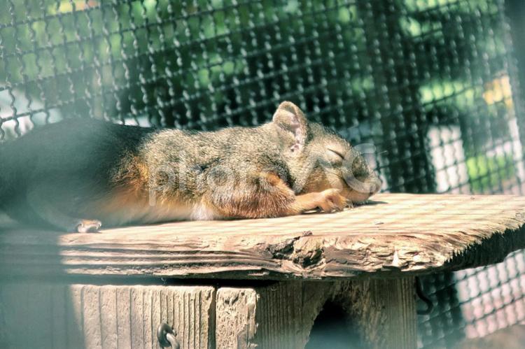 動物　リス　お昼寝　 リス,りす,動物の写真素材