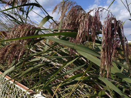 葦 アシ,葦,蘆の写真素材