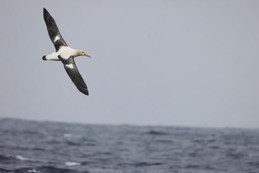アホウドリの写真