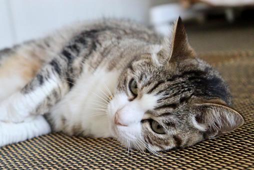 猫 猫 猫,ねこ,ネコの写真素材