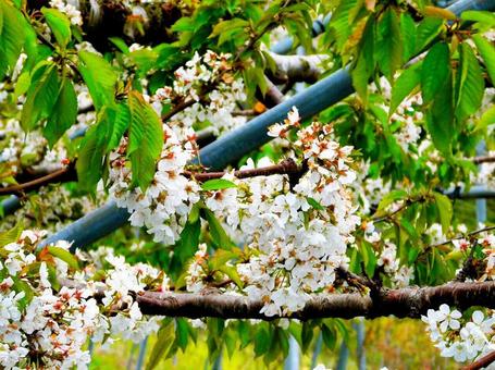 サクランボの花 サクランボの花の写真