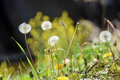 野原に咲く白い綿毛のタンポポ タンポポ,蒲公英,綿毛の写真素材