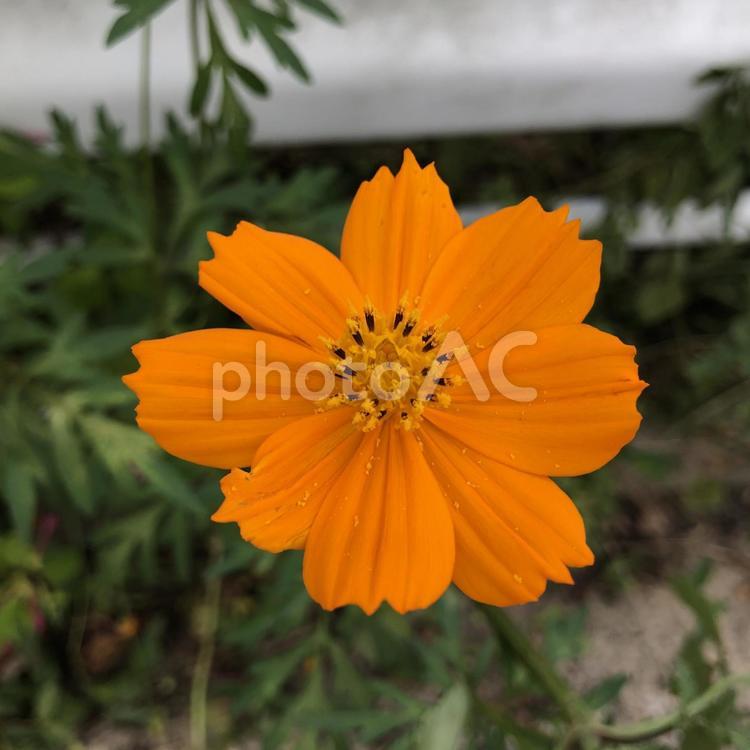 秋の花 オレンジ色のコスモス  2019年9月14日横浜市にて撮影 花,9月,秋桜の写真素材