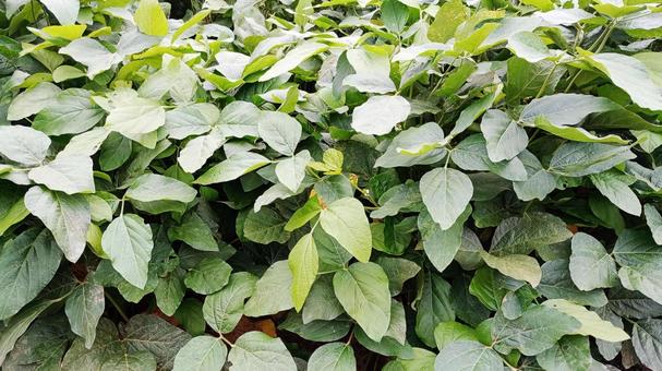 畑に植えられたエダマメの葉 エダマメ,畑,農業の写真素材