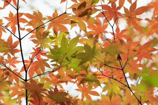 紅葉 紅葉,もみじ,秋の写真素材