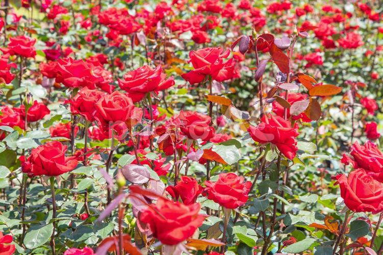 薔薇　５　ガーデニング 赤,あか,赤いの写真素材
