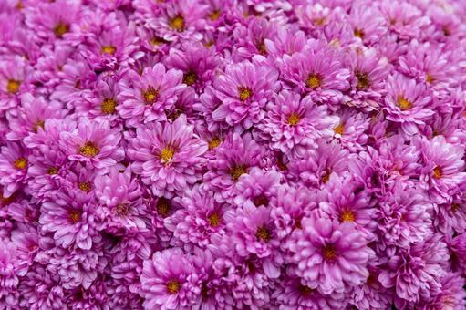 2025笠間の菊祭り3 菊祭り,笠間,秋の写真素材