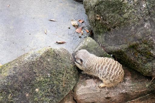 かわいいミーアキャット かわいいミーアキャット ミーアキャット,動物園,小動物の写真素材