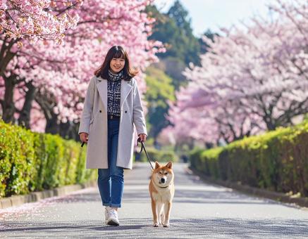 春・柴犬と散歩する彼女 春・柴犬と散歩する彼女の写真