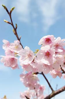 桜 河津桜,さくら,美しいの写真素材