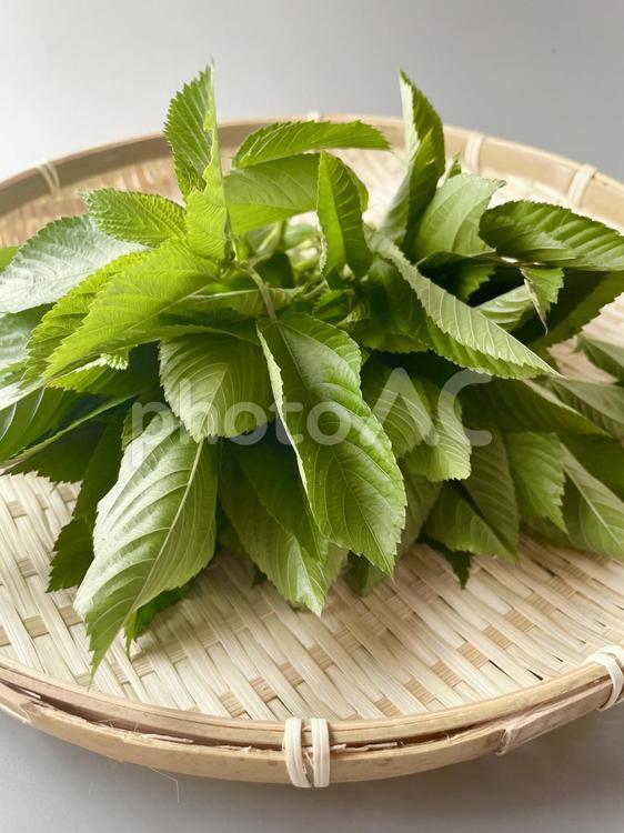 収穫直後で新鮮！夏野菜のモロヘイヤです 夏野菜,モロヘイヤ,新鮮の写真素材