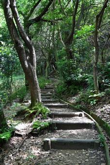 登山道（上り） 登山,トレッキング,ハイキングの写真素材