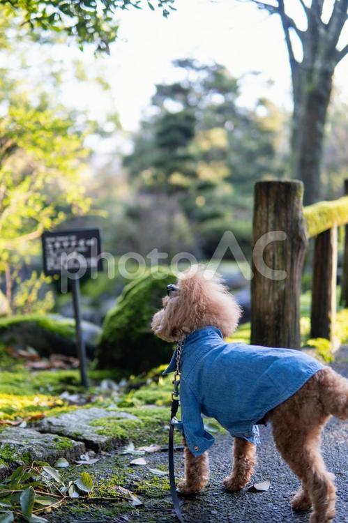 春の公園で散歩するトイプードル トイプードル,トイプー,景色の写真素材