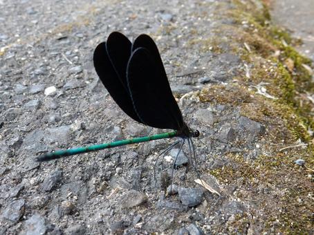 【昆虫写真】ハグロトンボ（羽黒蜻蛉）の写真