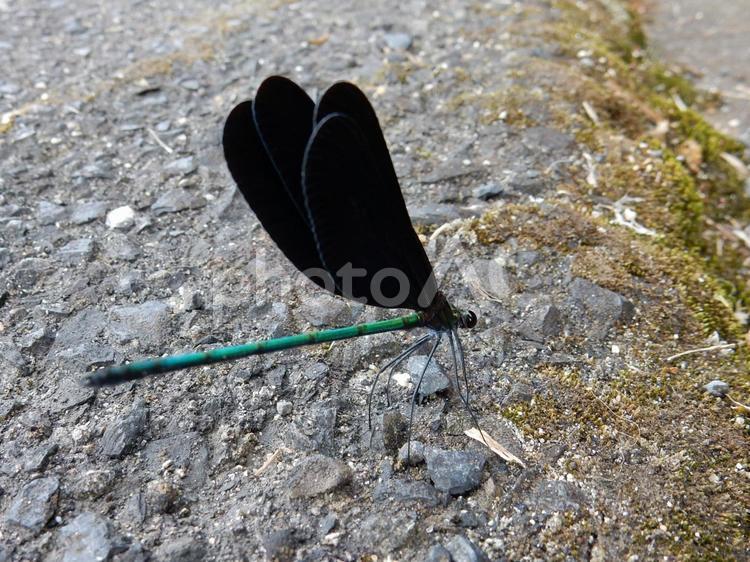 【昆虫写真】ハグロトンボ（羽黒蜻蛉） ハグロトンボ,羽黒蜻蛉,生き物の写真素材