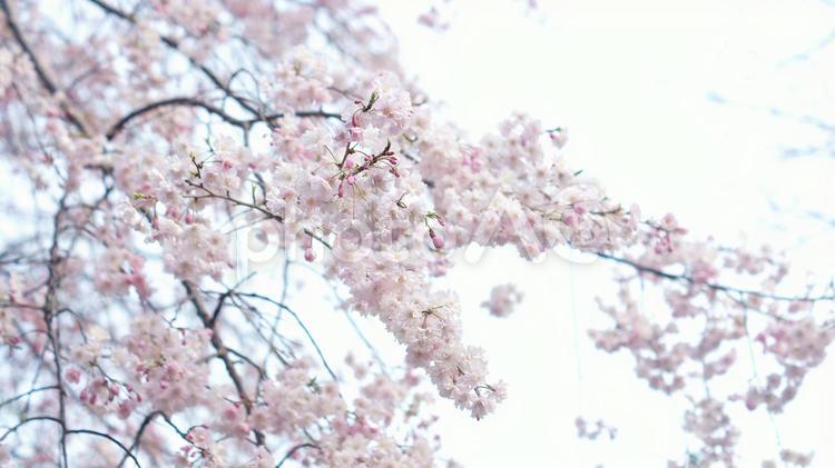 枝垂桜-258 枝垂桜,ヤエベニシダレ,ピンクの写真素材
