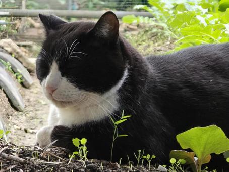 まったりする猫 猫,ネコ,地域猫の写真素材