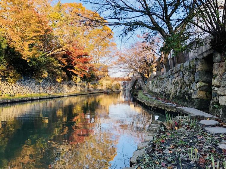 秋色に染まる水路沿いの風景 水路,川沿い,秋景色の写真素材