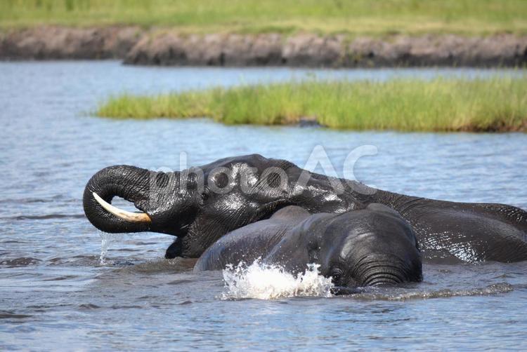 水辺で戯れる野生のアフリカゾウ アフリカゾウ,野生,群れの写真素材