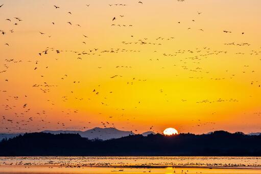 伊豆沼の朝(591) 伊豆沼,朝,夜明けの写真素材